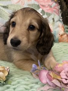 Creme of the Crop Miniature Dachshunds Shaded Cream Puppy Bodie 3