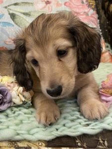 Creme of the Crop Miniature Dachshunds Shaded Cream Puppy Bodie 4