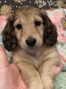 Creme of the Crop Miniature Dachshunds Shaded Cream Puppy Bodie 5