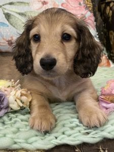 Creme of the Crop Miniature Dachshunds Shaded Cream Puppy Bodie 6