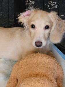 Creme of the Crop Miniature Dachshunds Customer Testimonial from Texas - Jax