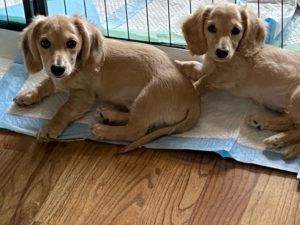 Creme of the Crop Miniature Dachshunds Customer Review - Brenda from Tennessee