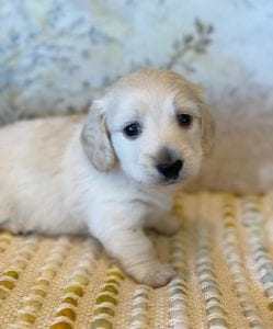 Creme of the Crop Miniature Dachshunds - Bronx 1