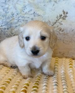 Creme of the Crop Miniature Dachshunds - Bronx 2