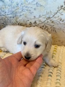 Creme of the Crop Miniature Dachshunds - Bronx 3