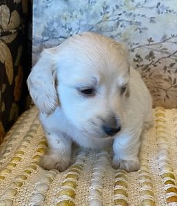 Creme of the Crop Miniature Dachshunds - Bronx 4