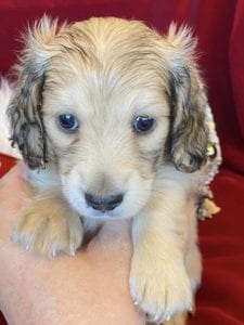 Creme of the Crop Miniature Dachshunds Cream Puppy - Butters 1