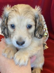Creme of the Crop Miniature Dachshunds Cream Puppy - Butters 3