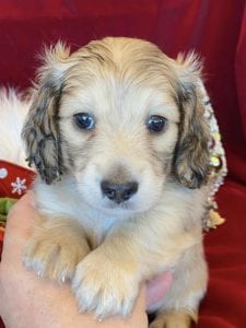 Creme of the Crop Miniature Dachshunds Cream Puppy - Butters 4