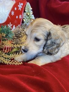 Creme of the Crop Miniature Dachshunds Cream Puppy - Butters 5