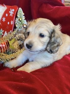 Creme of the Crop Miniature Dachshunds Cream Puppy - Butters 6