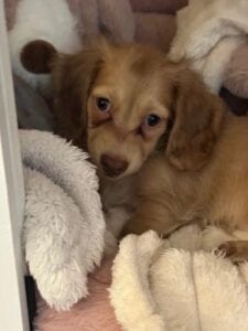 Creme of the Crop Miniature Dachshund Puppy Testimonial