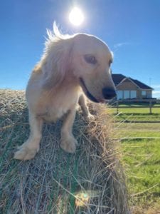 english cream miniature dachshund puppy breeder cesare