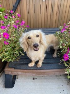 Cesare Creme of the Crop Dachshunds Testimonial Review