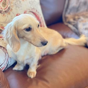 Crème of the Crop English Cream Miniature Dachshunds - Cesare