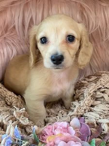 Creme of the Crop Miniature Cream Dachshund Puppy Chili 1