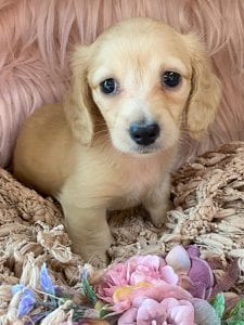 Creme of the Crop Miniature Cream Dachshund Puppy Chili 6
