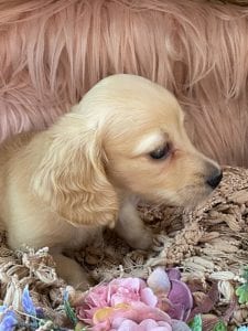 Creme of the Crop Miniature Cream Dachshund Puppy Chili 5