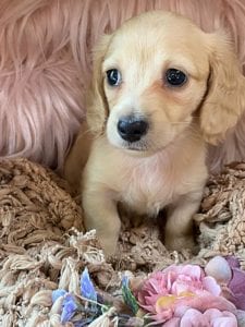 Creme of the Crop Miniature Cream Dachshund Puppy Chili 3