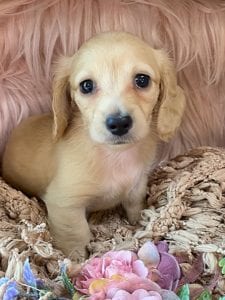 Creme of the Crop Miniature Cream Dachshund Puppy Chili 2