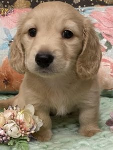 Creme of the Crop Miniature Dachshunds Cream Puppy Butters Chino 1