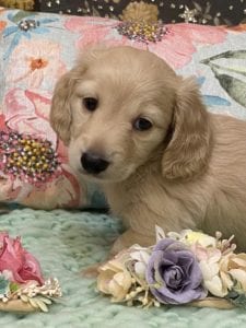 Creme of the Crop Miniature Dachshunds Cream Puppy Butters Chino 2