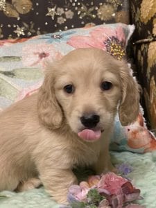 Creme of the Crop Miniature Dachshunds Cream Puppy Butters Chino 3