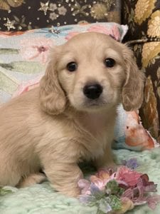 Creme of the Crop Miniature Dachshunds Cream Puppy Butters Chino 4