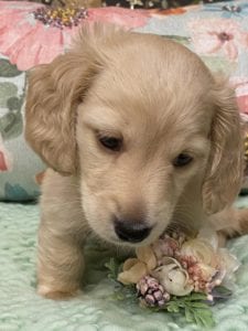 Creme of the Crop Miniature Dachshunds Cream Puppy Butters Chino 5