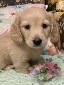 Creme of the Crop Miniature Dachshunds Cream Puppy Butters Chino 6