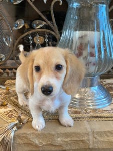 Creme of the Crop Miniature Dachshunds Claire Elise - 3