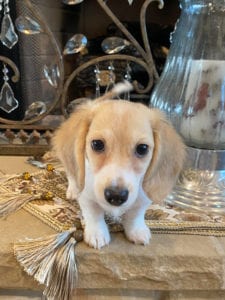 Creme of the Crop Miniature Dachshunds Claire Elise 3