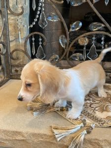 Creme of the Crop Miniature Dachshunds Claire Elise 2