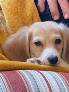 Creme of the Crop Miniature Dachshunds Claire Elise 5