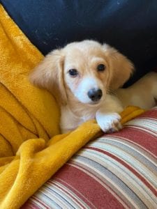 Creme of the Crop Miniature Dachshunds Claire Elise 4