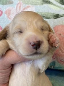 Creme of the Crop Miniature Dachshund Puppy Coconut 1