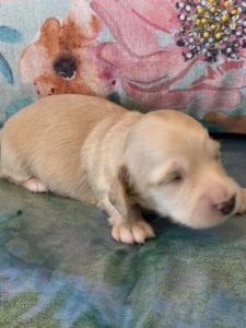 Creme of the Crop Miniature Dachshund Puppy Coconut 2
