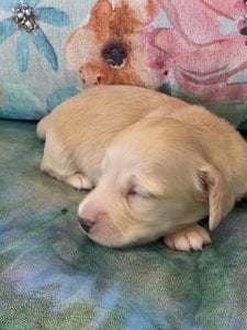Creme of the Crop Miniature Dachshund Puppy Coconut 3