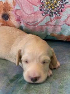 Creme of the Crop Miniature Dachshund Puppy Coconut 4