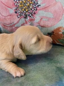 Creme of the Crop Miniature Dachshund Puppy Coconut 5