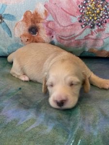 Creme of the Crop Miniature Dachshund Puppy Coconut 6