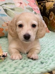 Creme of the Crop Miniature Dachshunds Cream Puppy Cora 1
