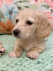 Creme of the Crop Miniature Dachshunds Cream Puppy Cora 2