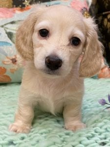 Creme of the Crop Miniature Dachshunds Cream Puppy Cora 3