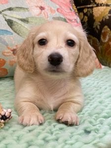 Creme of the Crop Miniature Dachshunds Cream Puppy Cora 4