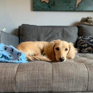 Creme of the Crop Dachshunds Franklin, Texas