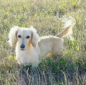 Crème of the Crop English Cream Miniature Dachshunds