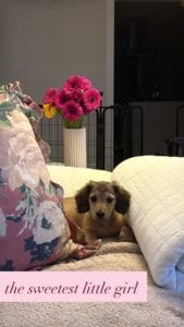 Creme of the Crop Miniature Dachshund Puppy Testimonial/Review