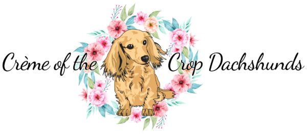 Creme of the Crop Dachshunds - English Cream Miniature Dachshunds