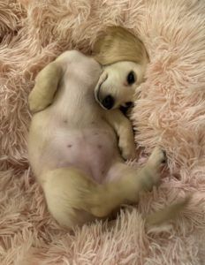 Creme of the Crop Miniature Dachshunds Cream Puppy Daisy